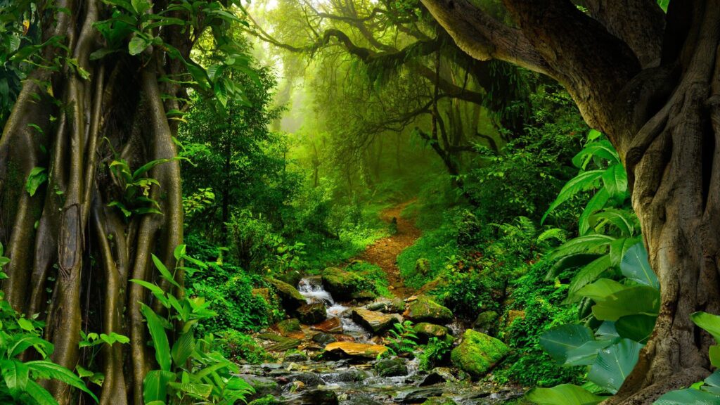 #4 Vì sao rừng Amazon được gọi là lá phổi xanh của Trái Đất?